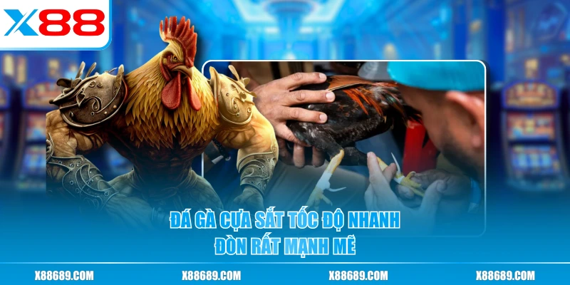 Đá gà cựa sắt tốc độ nhanh, đòn rất mạnh mẽ